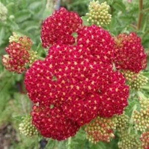 Achillea millefolium Yarrow