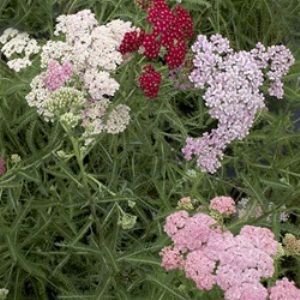 Image of Yarrow