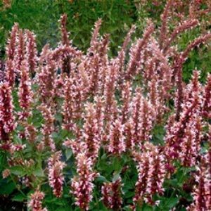 Image of Hyssop