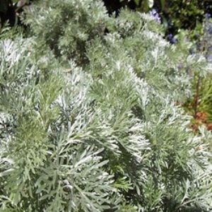 Artemisia arborescens Wormwood
