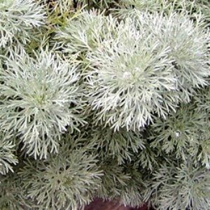 Artemisia schmidtiana Wormwood or Dusty Miller