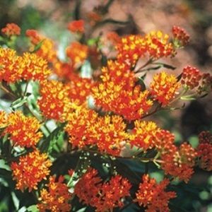 Image of Butterfly Weed