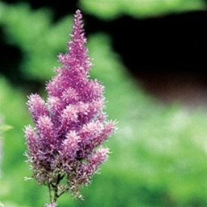 Astilbe chinensis Chinese Astilbe
