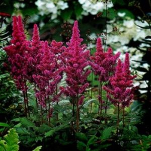 Image of Chinese Astilbe