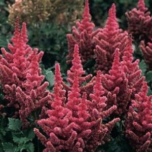 Astilbe chinensis Chinese Astilbe