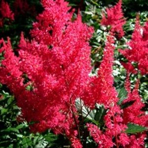 Astilbe japonica Montgomery Astilbe