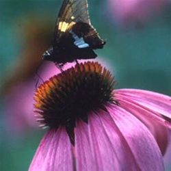Echinacea purpurea 