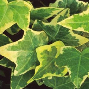 Hedera helix Gold Child Ivy