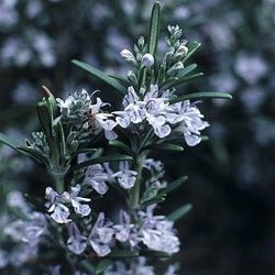 Rosemary officinalis 