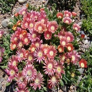 Delosperma dyeri 