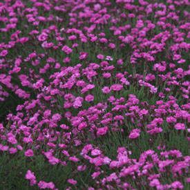 Dianthus gratianopolitanus 