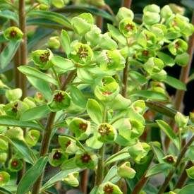 Euphorbia martinii 
