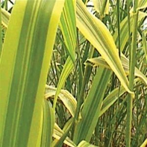 Arundo donax Giant Reed