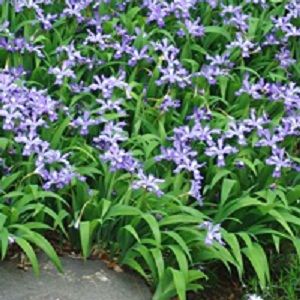 Iris cristata 