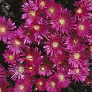 Delosperma 