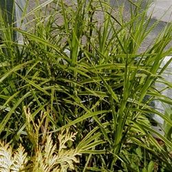 Carex muskingumensis 