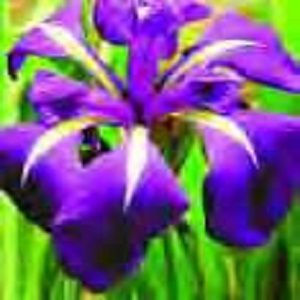 Iris ensata 