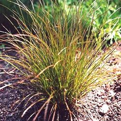 Carex testacea 