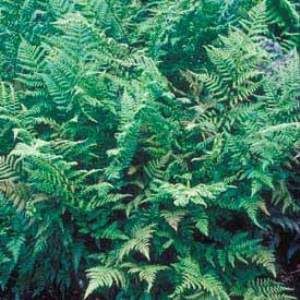 Dryopteris complexa 