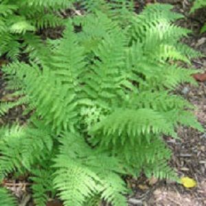 Athyrium asplenioides 