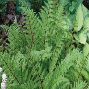 Athyrium filix-femina Lady in Red