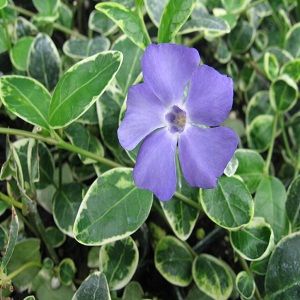 Vinca minor 