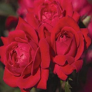 Red Double Knock Out Rose 