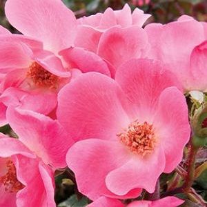 Pink Knock Out Rose 