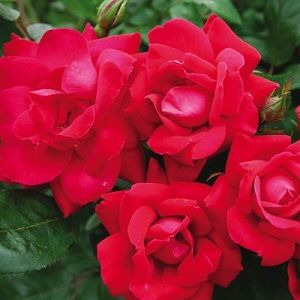 Red Knock Out Rose 