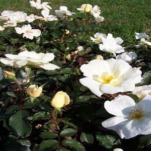White Knock Out Rose 