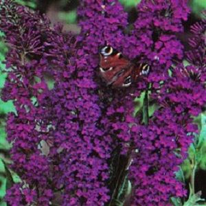 Buddleia davidii Butterfly Bush