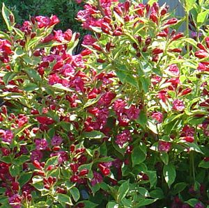 Weigela f 