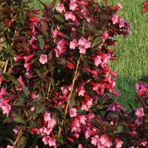 Weigela f 