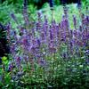 Agastache foeniculum 'Purple Haze'