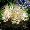 Astilbe chinensis 'White Wings'