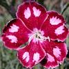 Dianthus 'Spangled Star'