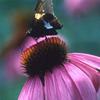 Echinacea purpurea ''