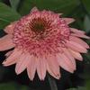 Echinacea 'Raspberry Truffle'