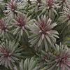 Euphorbia characias 'Shorty'