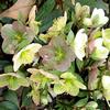 Helleborus orientalis 'Ashwood Garden'
