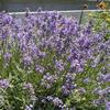 Lavender intermedia 'Provence'