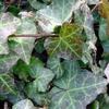 Hedera helix 'Baltic Ivy'