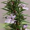 Rosemary officinalis 'Barbeque'