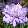Scabiosa columbria 'Butterfly Blue'