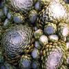 Sempervivum arachnoideum 'Cobweb Buttons'