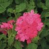 Verbena canadensis 'Homestead Pink'