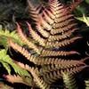 Dryopteris erythrosora 'Autumn Fern'