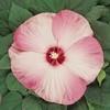 Hibiscus 'Luna Pink Swirl'