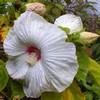 Hibiscus 'Luna White'