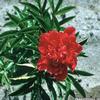 Paeonia lactiflora 'Felix Crousse'